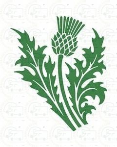 Scottish Thistle Sticker