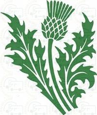 Scottish Thistle Sticker